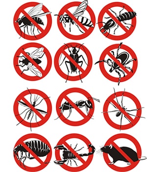 obtener un precio de una empresa de exterminio que puede fumigar los avispones de su hogar o negocio en Newport Coast California y ayudarle a prevenir futuras infestaciones